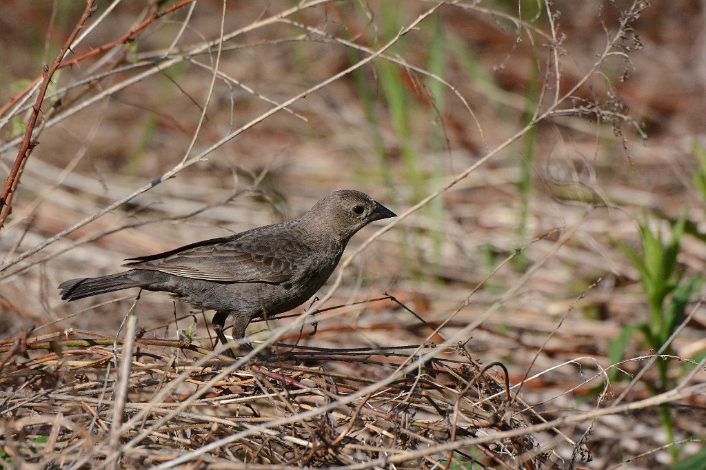 Cowbird, Brown-headed, 2016-05210818 Broad Meadow Brook, MA.JPG - Brown-headed Cowbird. Broad Meadow Brook Wildlife Sanctuary, MA, 5-21-2016